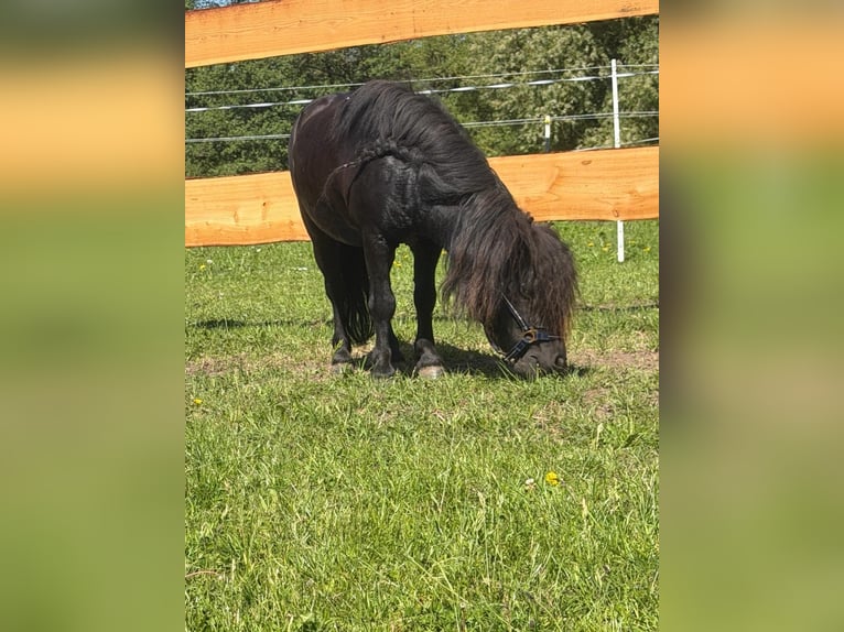 Shetland Ponies Stallion 12 years 8.3 hh Black in Lübeck