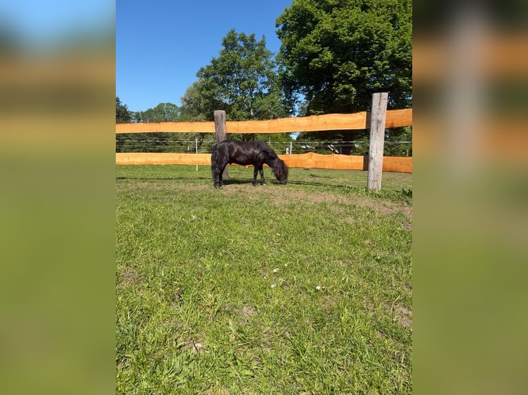 Shetland Ponies Stallion 12 years 8.3 hh Black in Lübeck
