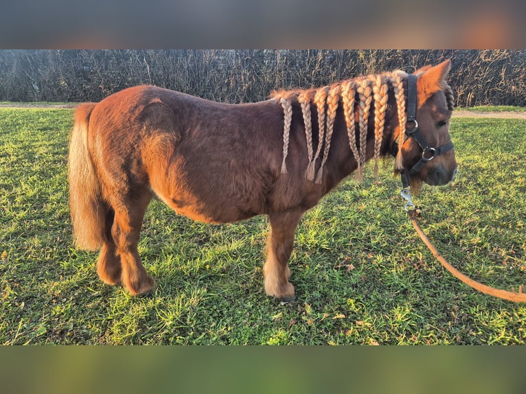 Shetland Ponies Stallion 13 years 7.3 hh Chestnut-Red in Ars-sur-Moselle