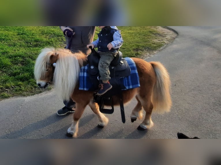 Shetland Ponies Stallion 13 years 8 hh Chestnut-Red in Ahaus