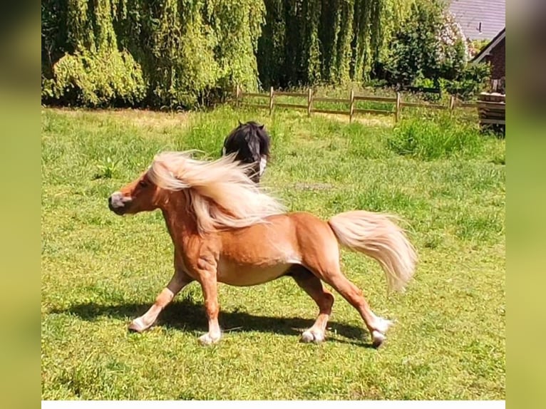 Shetland Ponies Stallion 13 years 8 hh Chestnut-Red in Ahaus