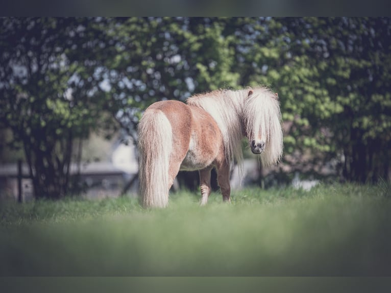 Shetland Ponies Stallion 13 years 8 hh Chestnut-Red in Ahaus