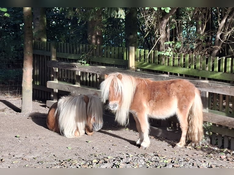 Shetland Ponies Stallion 13 years 8 hh Chestnut-Red in Ahaus