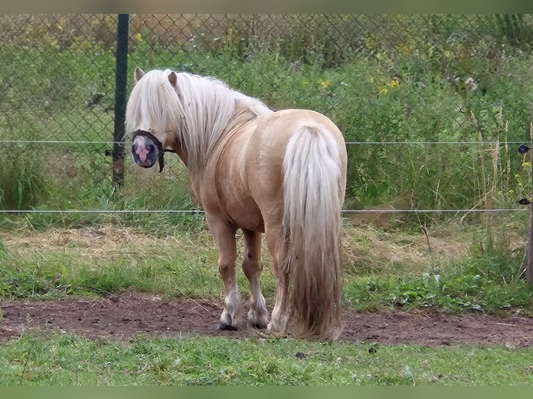 Shetland Ponies Stallion 13 years 8,2 hh Palomino in Hegelsom