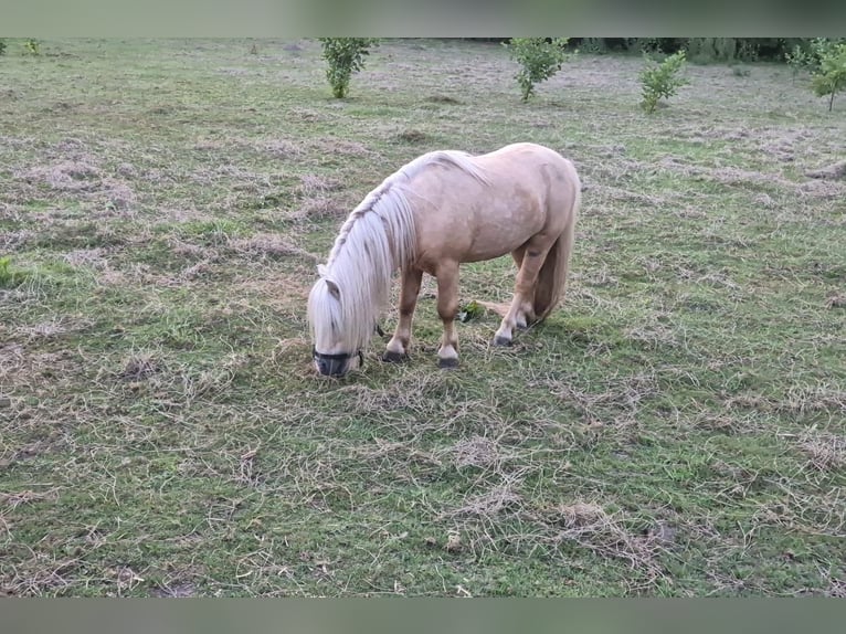 Shetland Ponies Stallion 13 years 8,2 hh Palomino in Hegelsom