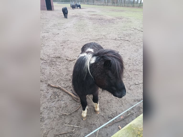 Shetland Ponies Stallion 13 years 9,2 hh Pinto in Löningen