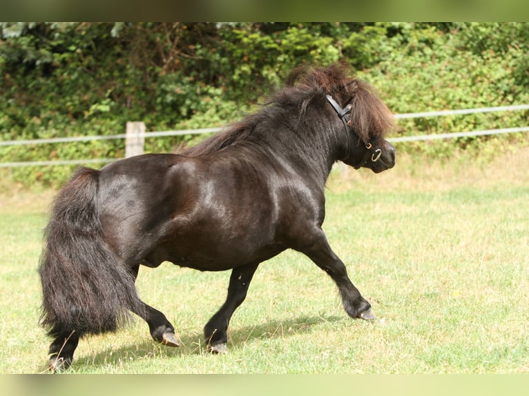 Shetland Ponies Stallion 14 years 8.1 hh Black in Schieder-Schwalenberg