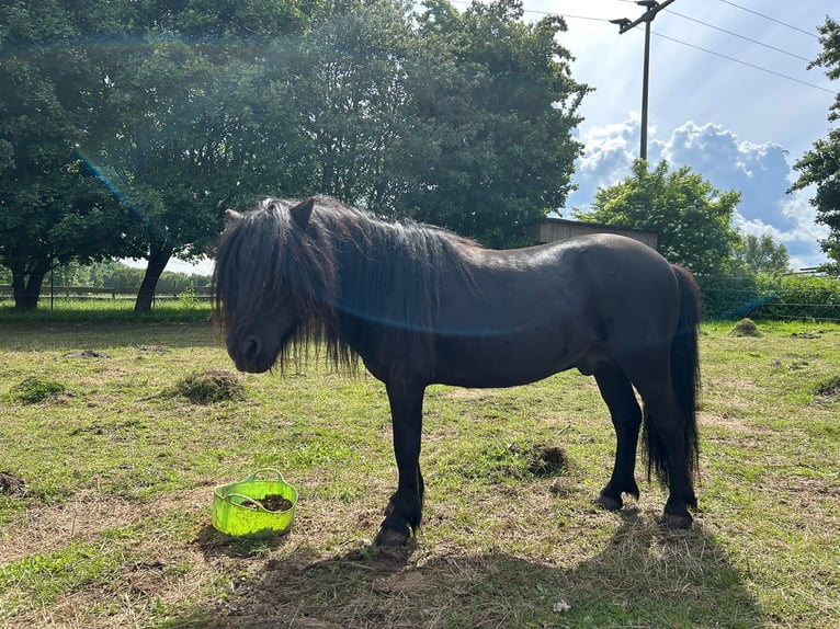 Shetland Ponies Stallion 15 years Black in Greifswald