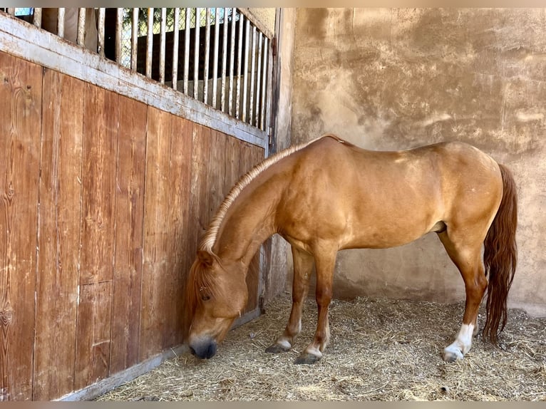 Shetland Ponies Stallion 17 years Chestnut-Red in Murcia