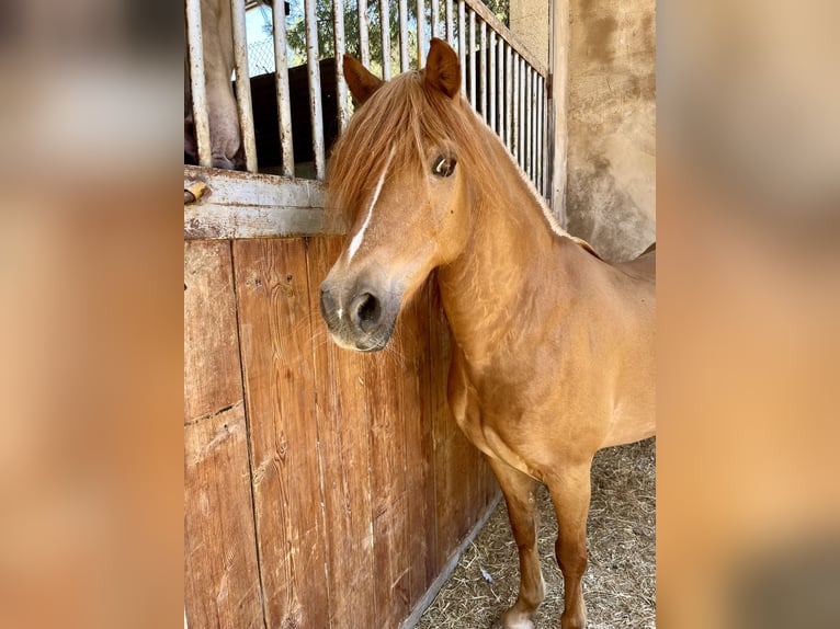 Shetland Ponies Stallion 17 years Chestnut-Red in Murcia
