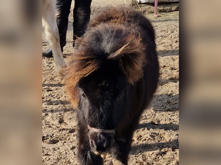 Shetland Ponies Stallion 1 year 10,1 hh Black in Beverstedt