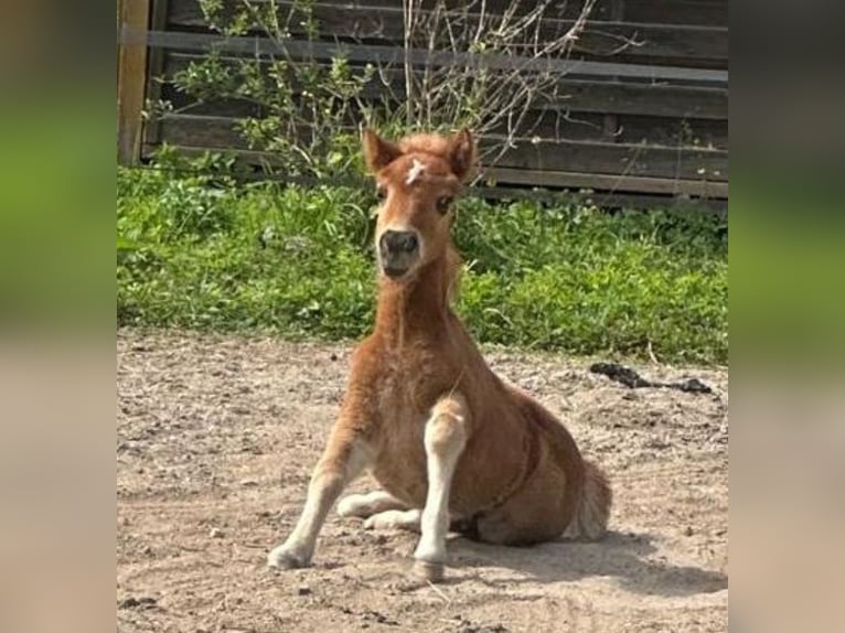 Shetland Ponies Stallion 1 year 10.1 hh Chestnut-Red in Linkenheim-Hochstetten