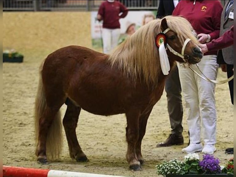 Shetland Ponies Stallion 1 year 10.1 hh Chestnut-Red in Linkenheim-Hochstetten