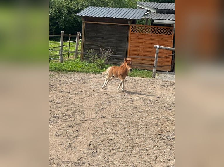 Shetland Ponies Stallion 1 year 10.1 hh Chestnut-Red in Linkenheim-Hochstetten