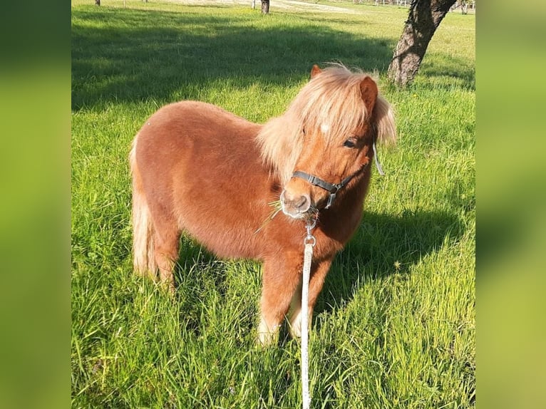 Shetland Ponies Stallion 1 year 10.1 hh Chestnut-Red in Linkenheim-Hochstetten