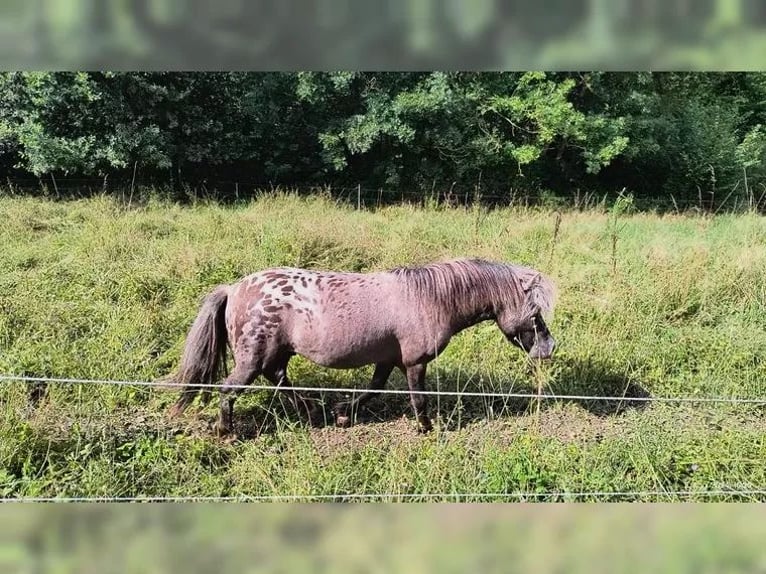 Shetland Ponies Stallion 1 year 10,1 hh Dun in Sitters