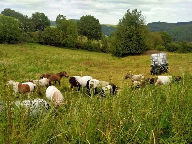 Shetland Ponies Stallion 1 year 10,1 hh Dun in Sitters