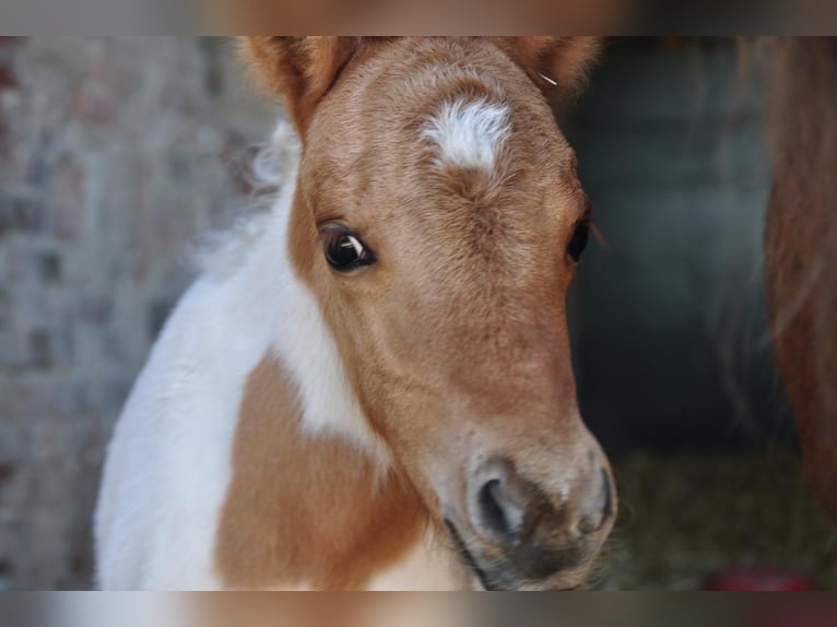 Shetland Ponies Stallion 1 year 10,1 hh in Carlow