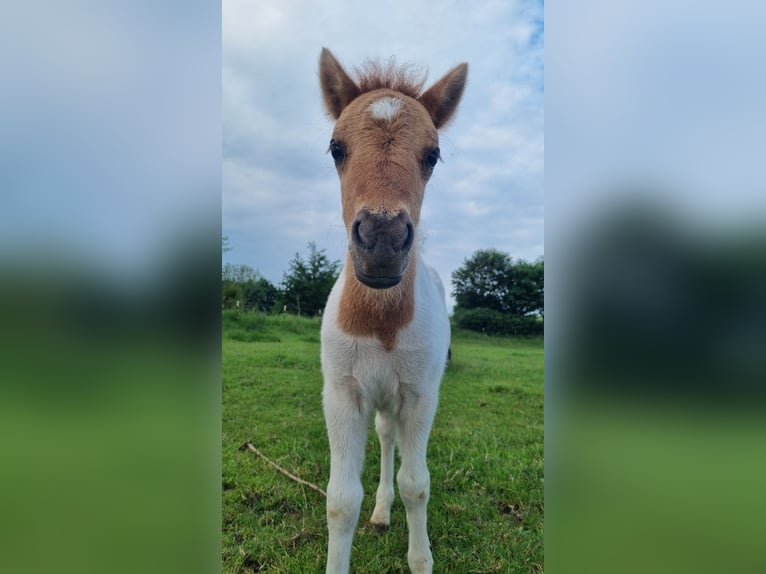 Shetland Ponies Stallion 1 year 10,1 hh in Carlow