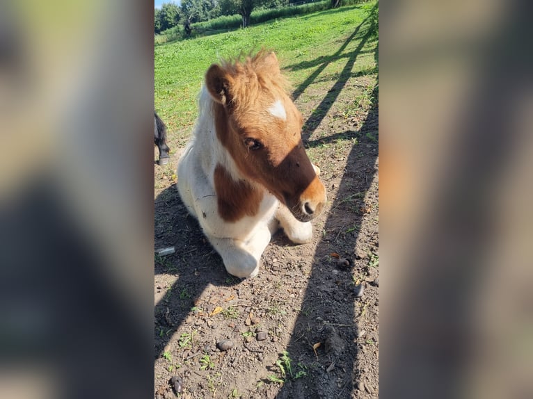 Shetland Ponies Stallion 1 year 10,1 hh in Carlow