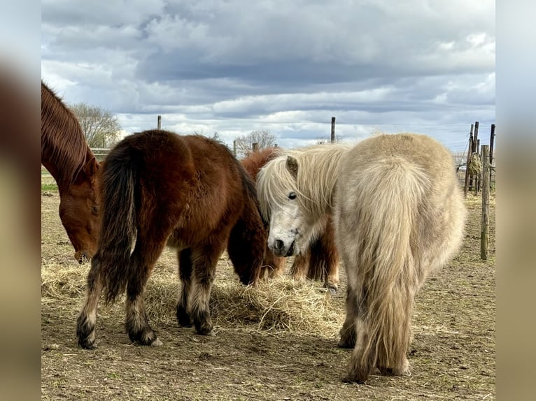 Shetland Ponies Mix Stallion 1 year 10,2 hh Bay-Dark in Beegden