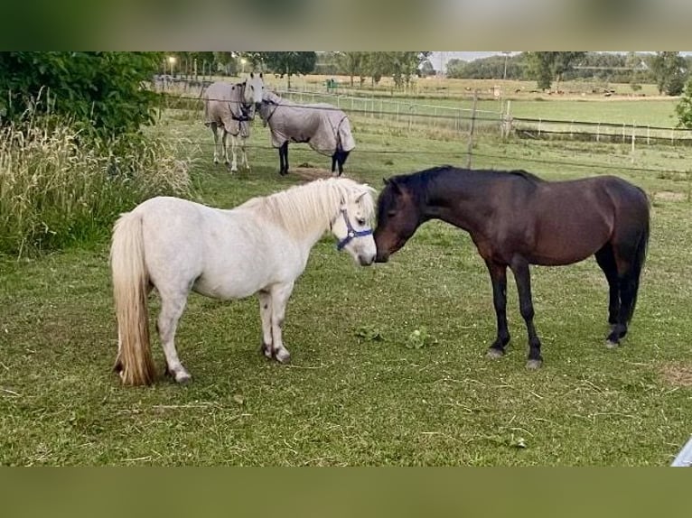 Shetland Ponies Mix Stallion 1 year 10,2 hh Bay-Dark in Beegden
