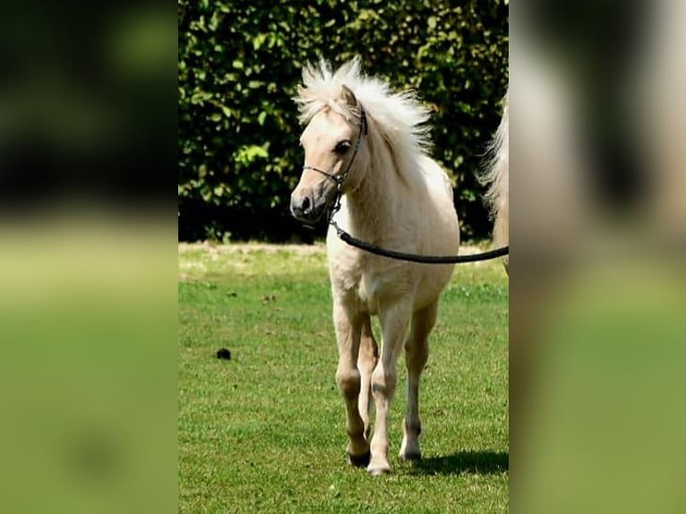 Shetland Ponies Stallion 1 year 10.2 hh Dun in Marsberg