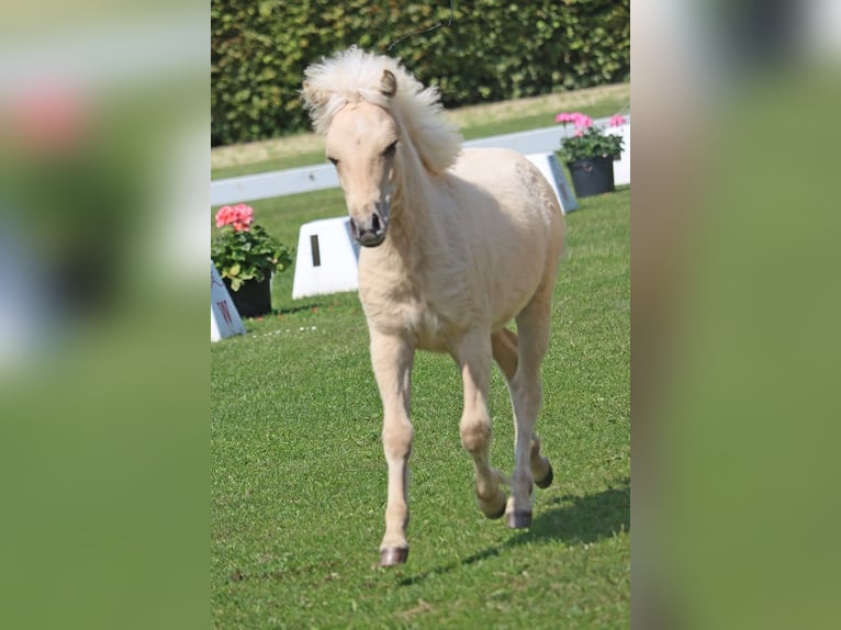 Shetland Ponies Stallion 1 year 10.2 hh Dun in Marsberg