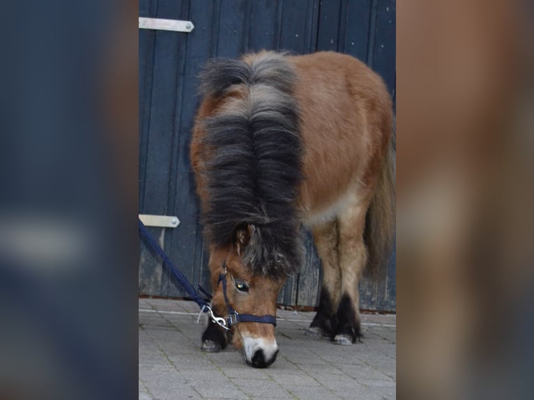 Shetland Ponies Stallion 1 year 10,2 hh Dun in Moormerland