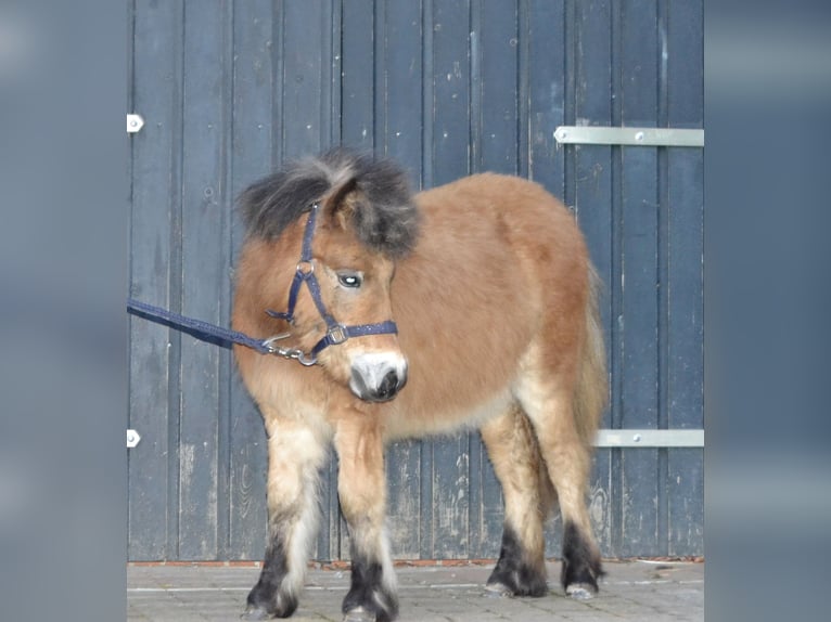Shetland Ponies Stallion 1 year 10,2 hh Dun in Moormerland