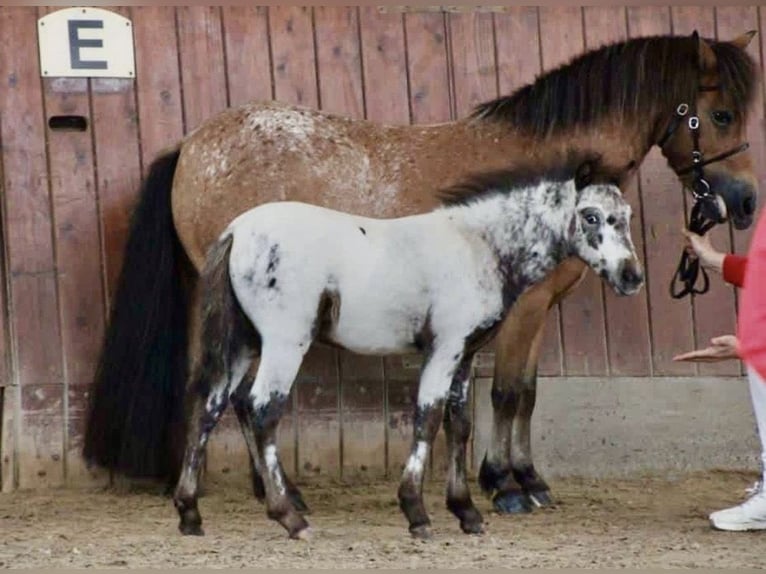 Shetland Ponies Stallion 1 year 10.2 hh Leopard-Piebald in Wolken