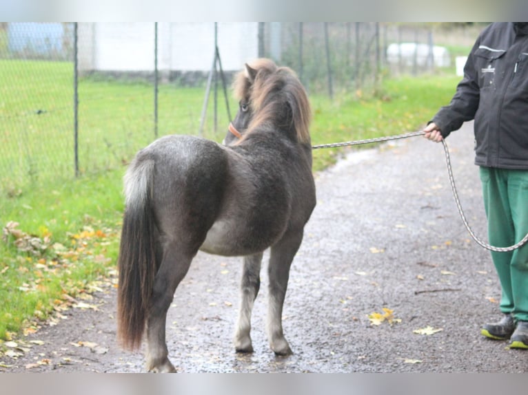 Shetland Ponies Stallion 1 year 10.2 hh Leopard-Piebald in Hohen Viecheln
