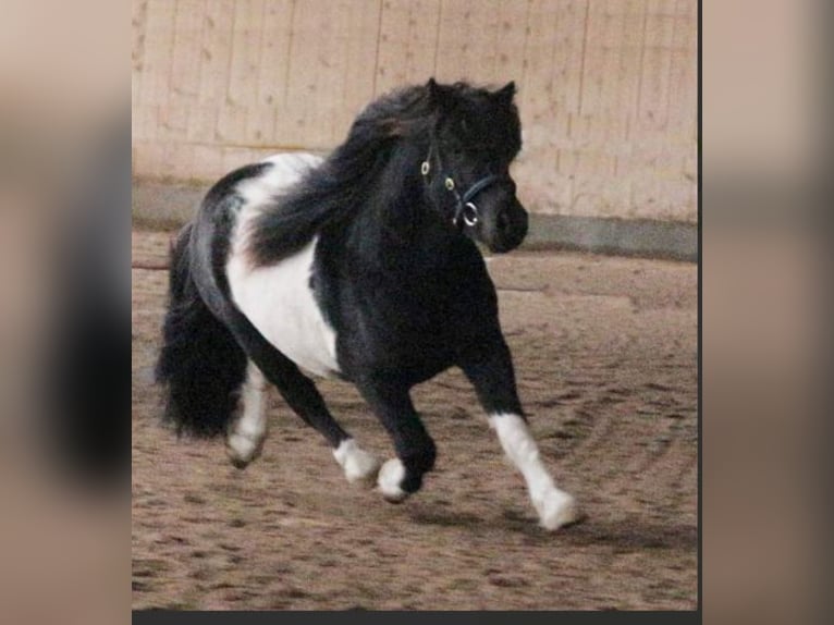 Shetland Ponies Stallion 1 year 10 hh Black in Hille