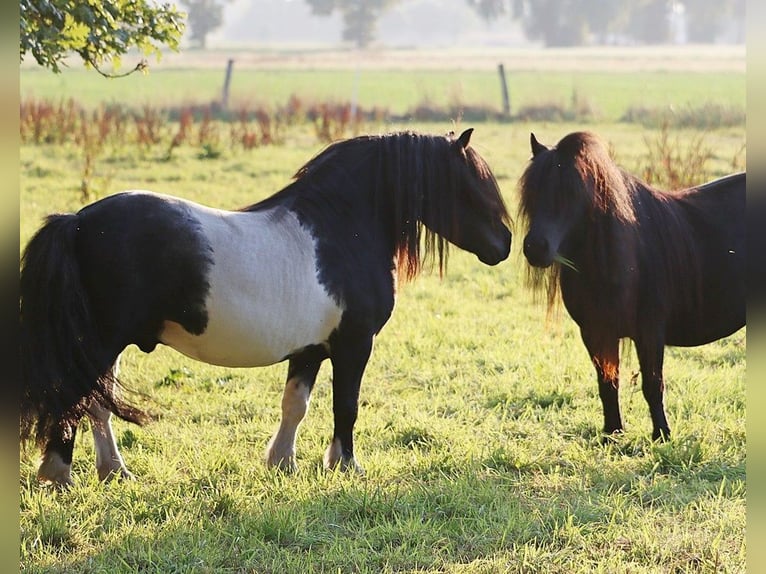 Shetland Ponies Stallion 1 year 10 hh Black in Hille