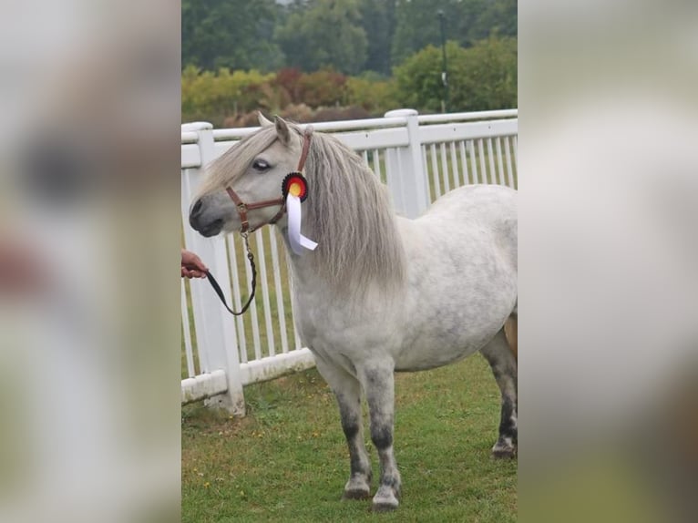 Shetland Ponies Stallion 1 year 10 hh Black in Hille