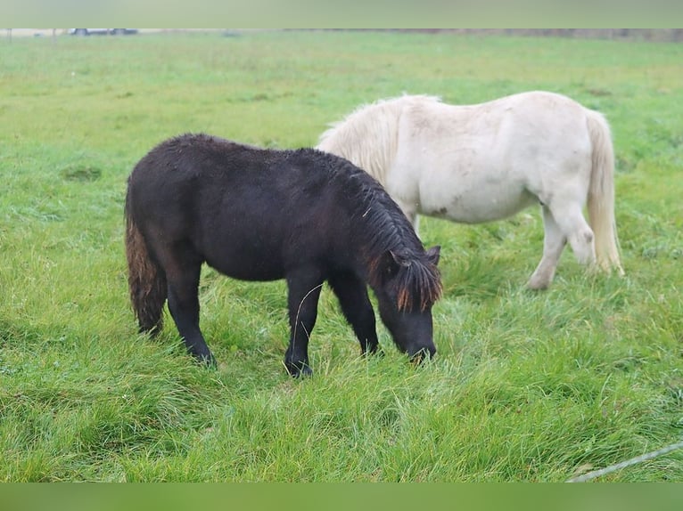 Shetland Ponies Stallion 1 year 10 hh Black in Hille