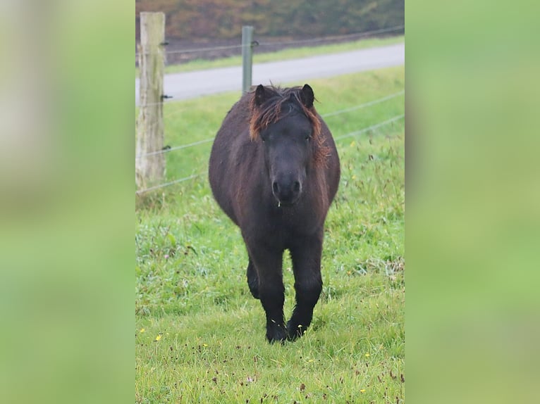 Shetland Ponies Stallion 1 year 10 hh Black in Hille