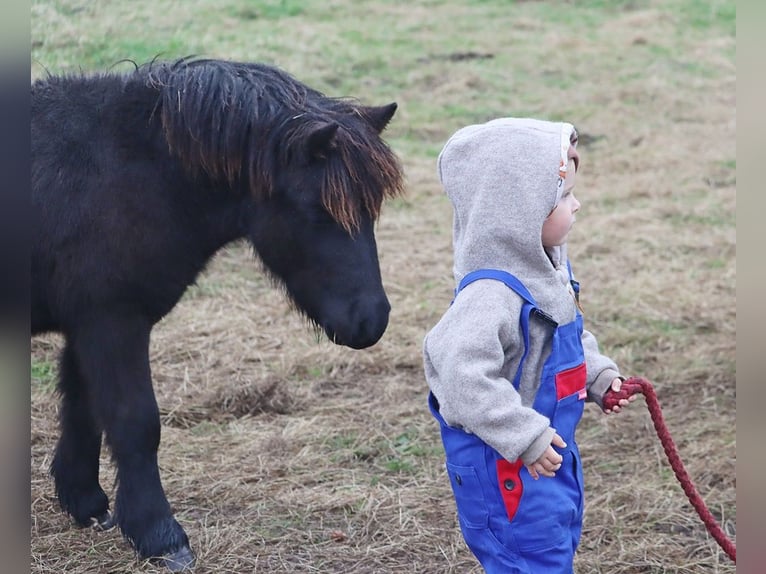 Shetland Ponies Stallion 1 year 10 hh Black in Hille