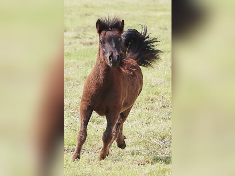 Shetland Ponies Stallion 1 year 10 hh Black in Hille