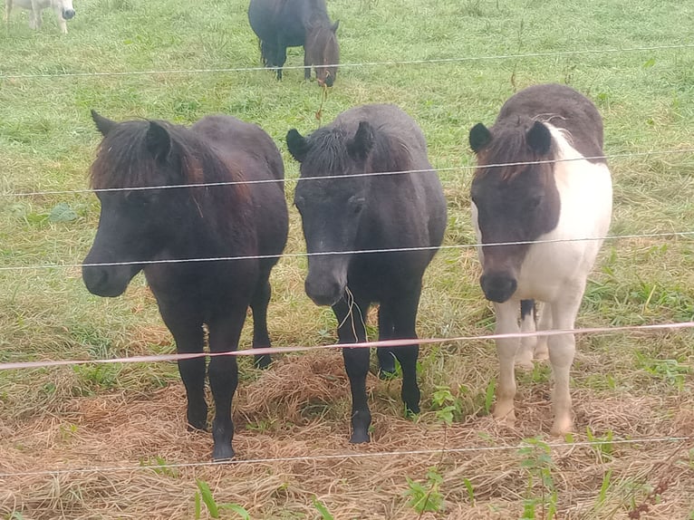 Shetland Ponies Stallion 1 year 10 hh Black in Hille