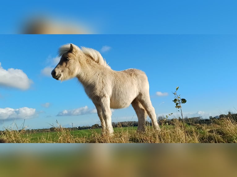 Shetland Ponies Stallion 1 year 10 hh Champagne in Arnemuiden