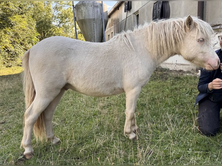 Shetland Ponies Stallion 1 year 10 hh Perlino in Gro&#xDF; Molzahn
