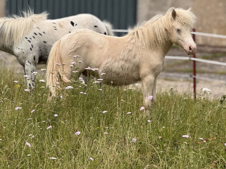 Shetland Ponies Stallion 1 year 10 hh Perlino in Gro&#xDF; Molzahn