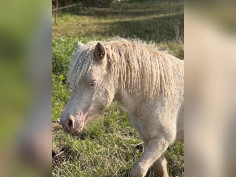 Shetland Ponies Stallion 1 year 10 hh Perlino in Gro&#xDF; Molzahn