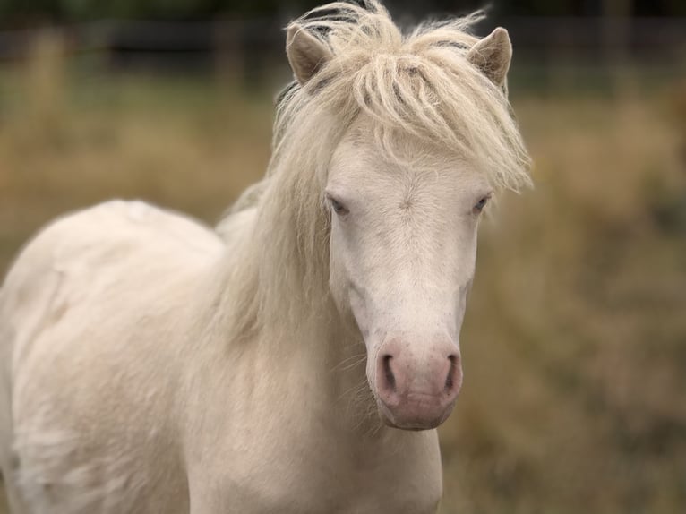Shetland Ponies Stallion 1 year 10 hh Perlino in Gro&#xDF; Molzahn