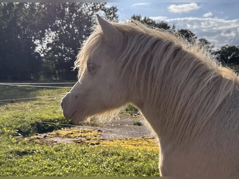 Shetland Ponies Stallion 1 year 10 hh Perlino in Gro&#xDF; Molzahn