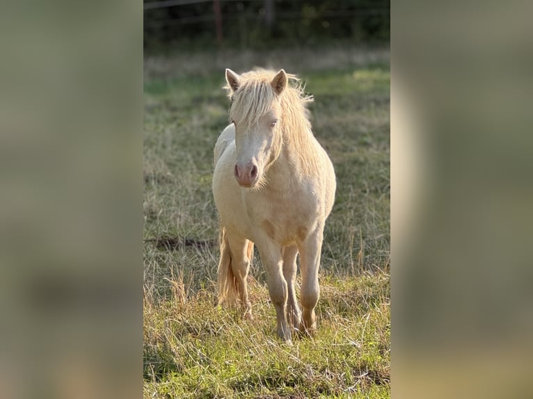 Shetland Ponies Stallion 1 year 10 hh Perlino in Gro&#xDF; Molzahn