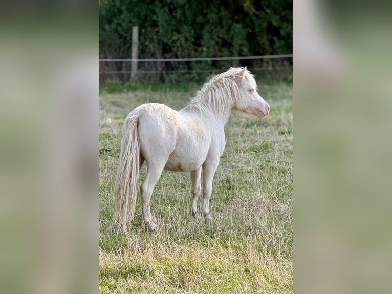 Shetland Ponies Stallion 1 year 10 hh Perlino in Gro&#xDF; Molzahn