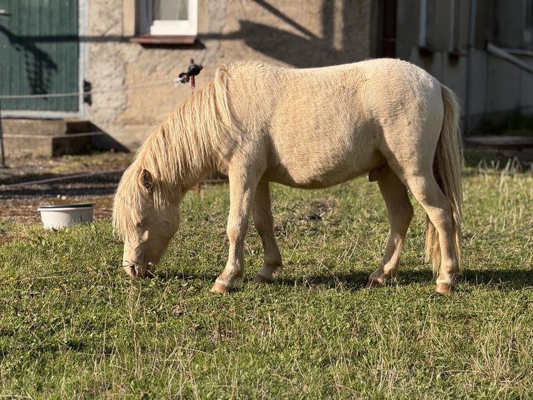Shetland Ponies Stallion 1 year 10 hh Perlino in Gro&#xDF; Molzahn