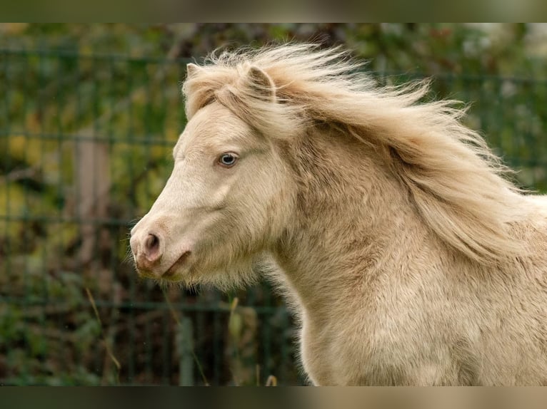 Shetland Ponies Stallion 1 year 10 hh Perlino in Gro&#xDF; Molzahn